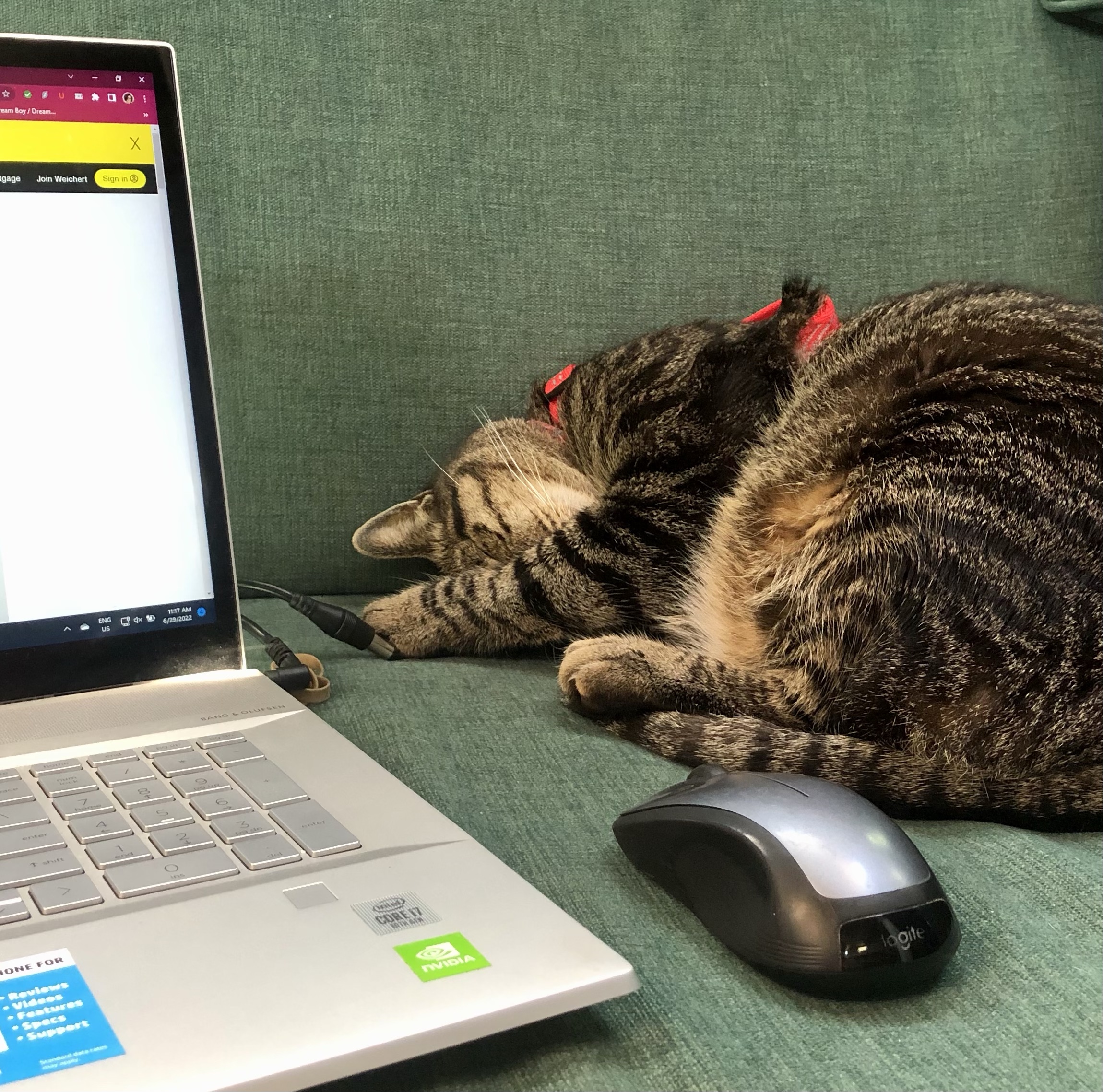 Cat sleeping next to computer
