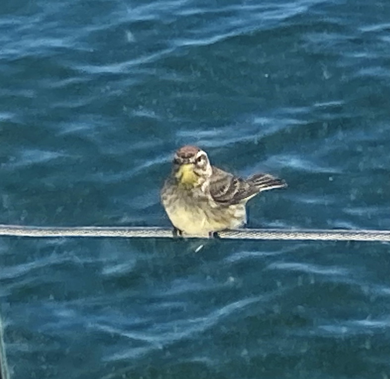 bird on a wire