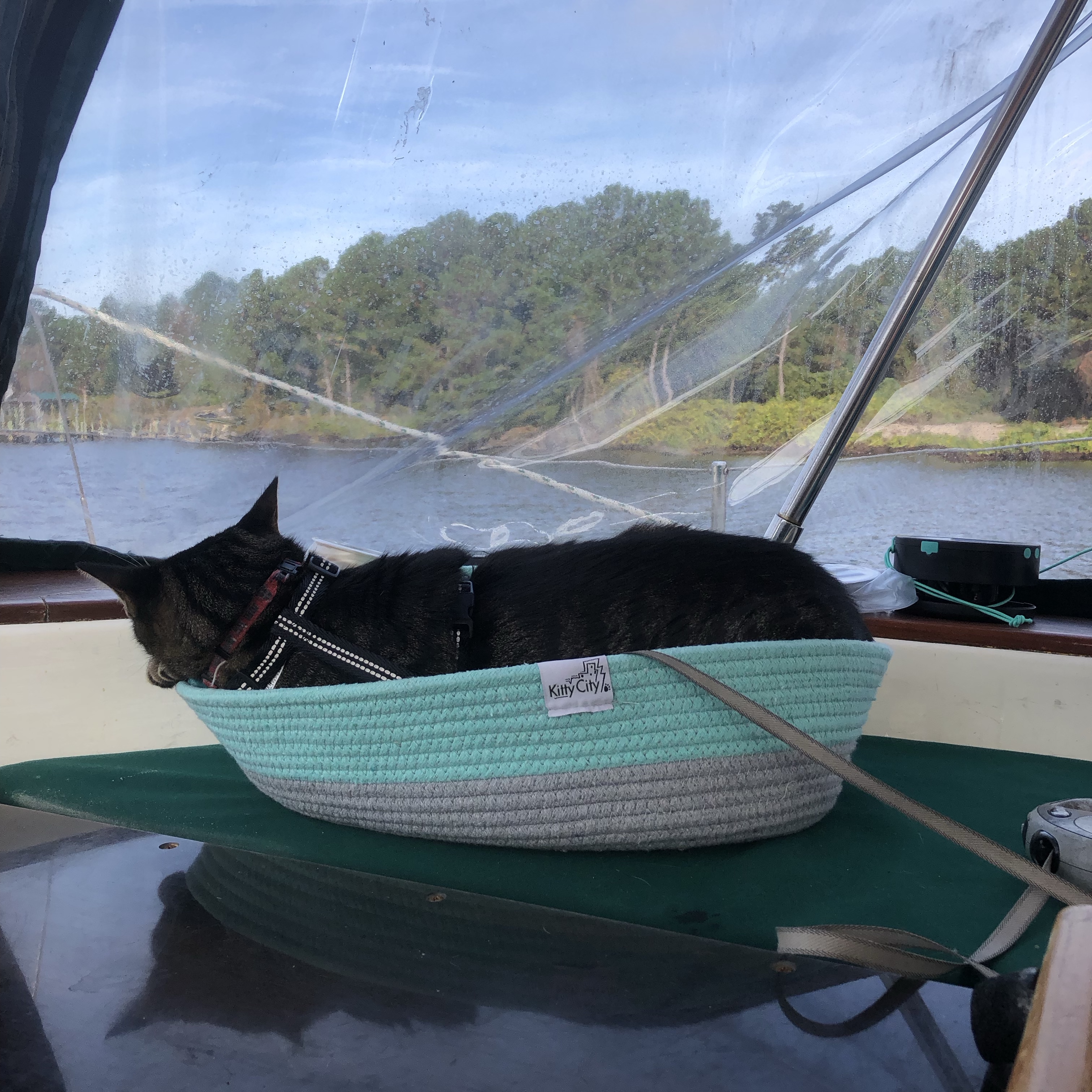 Cat in a cat bed in a sailboat cockpit