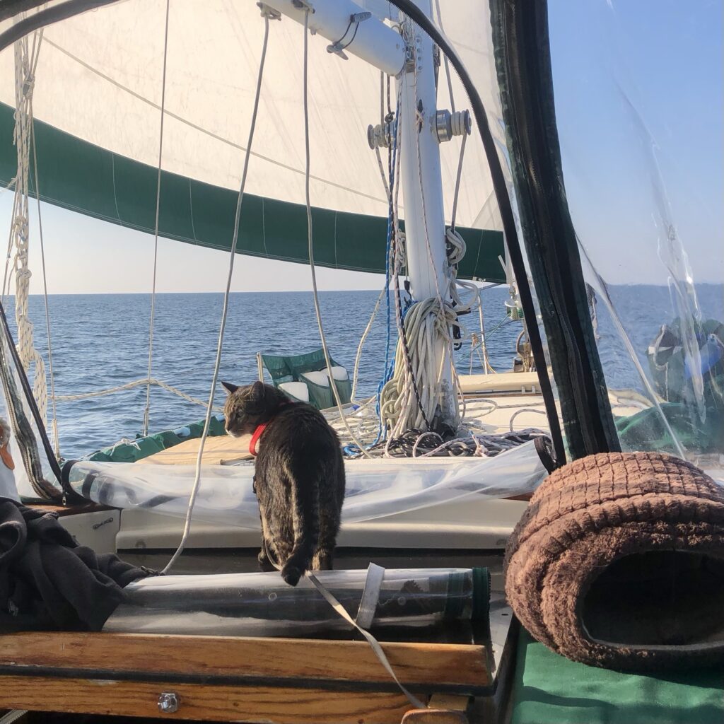 Cat in cockpit of sailboat